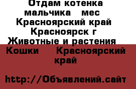 Отдам котенка мальчика 4 мес - Красноярский край, Красноярск г. Животные и растения » Кошки   . Красноярский край